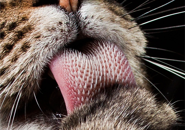 This cat's tongue