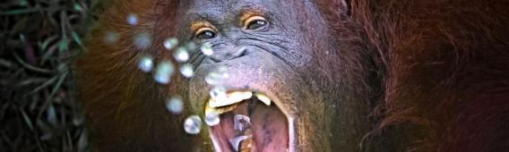 Borneó, naponta 7 orangután veszti életét az erdőirtások és az élettér elvesztése miatt.