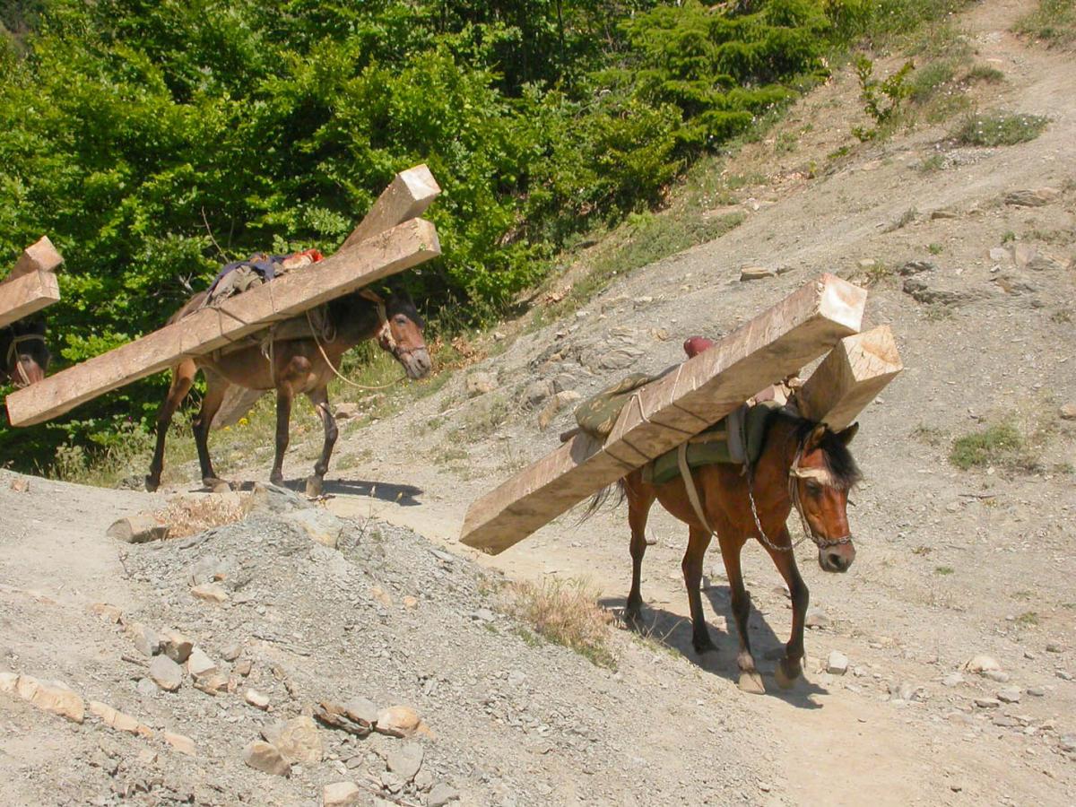 erdőművelés albániában